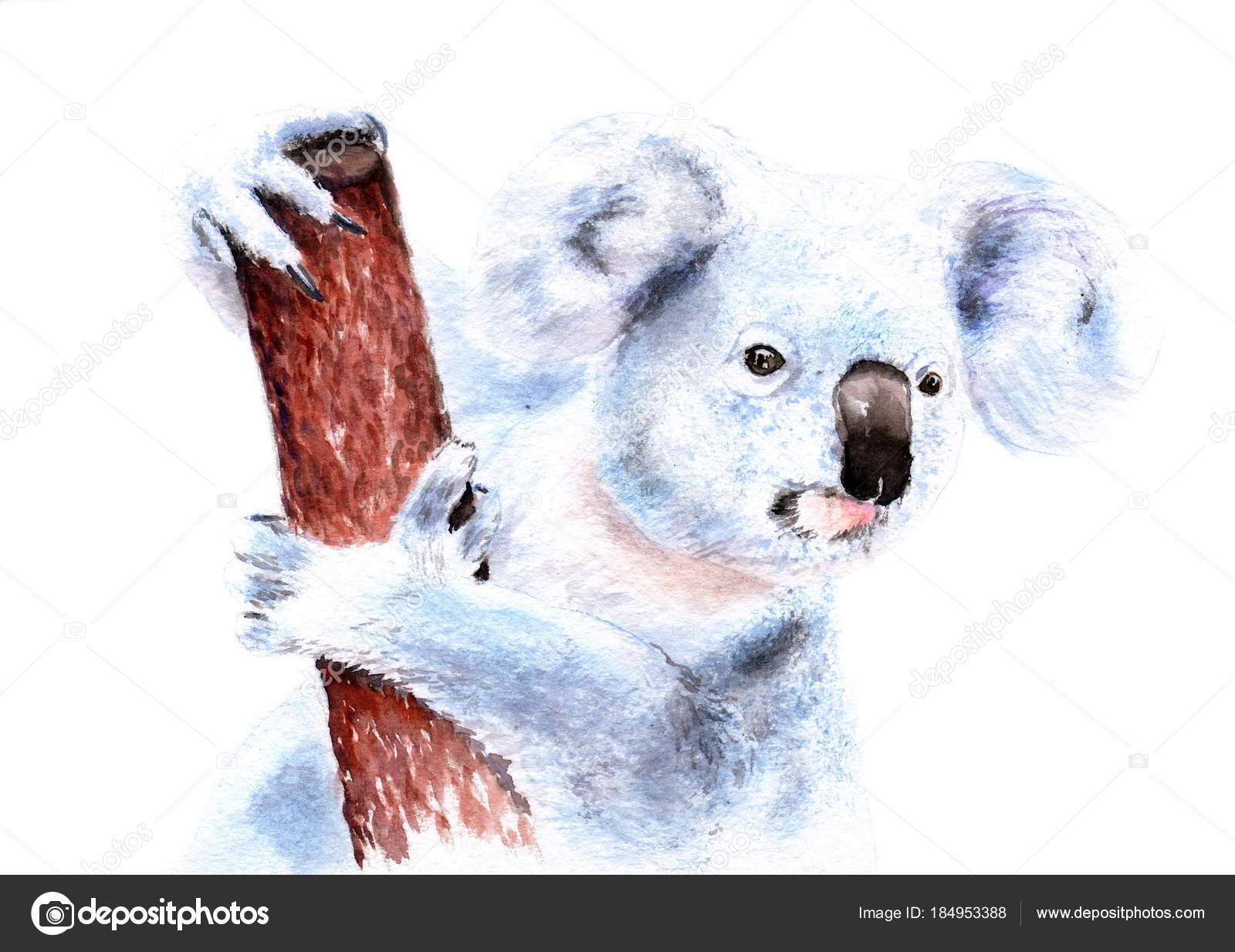Watercolor Picture Koala Tree Sketch Stock Photo by ©toshka81 184953388