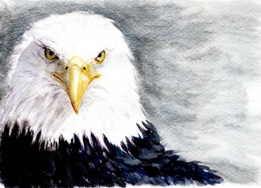 bir kartal silvering bir arka plan üzerine suluboya resim