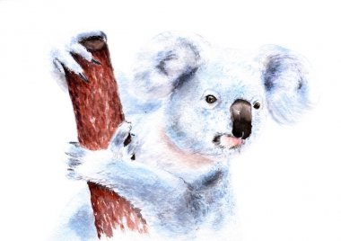 suluboya resim bir ağaç üzerinde bir koala kroki