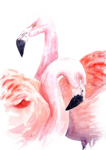 Watercolor Painting Loving Flamingos Sketch — 图库照片