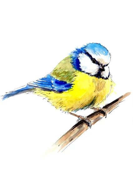 Watercolor Drawing Tit Branch Sketch — Stock fotografie