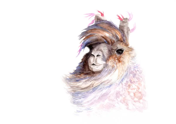 Watercolor Picture Llama Sketch Royalty Free Stock Images