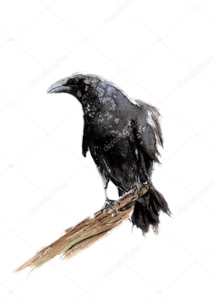 watercolor picture of a crow on a branch