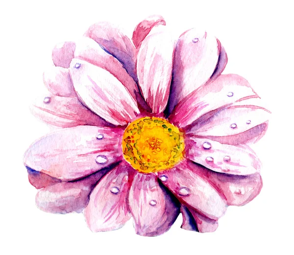 Akvarell Rosa Blomma Utan Bakgrund — Stockfoto