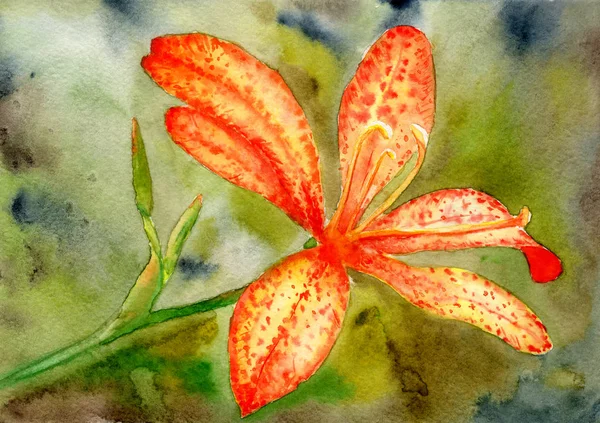 watercolor picture of an orange lily on a green background