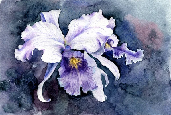 Dessin Aquarelle Iris Violet Sur Fond Sombre — Photo