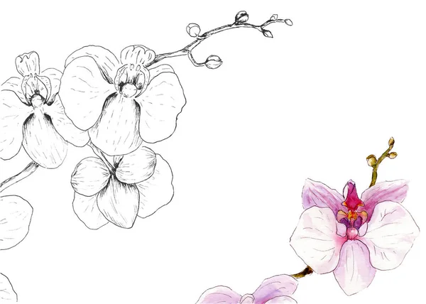Orchidea Üzleti Kártyák Logók Akvarell Képe — Stock Fotó
