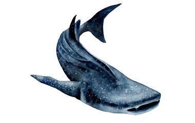 watercolor picture. whale shark. Rhincodon typus clipart