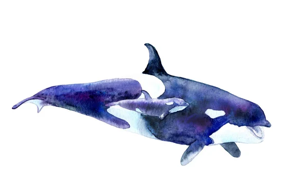 水彩图片 致命的鲸鱼与婴孩 Orcinus — 图库照片