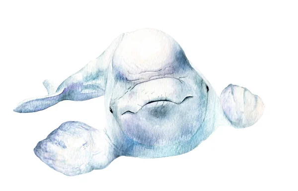 sulu boya resim. Beluga. Delphinapterus leucas