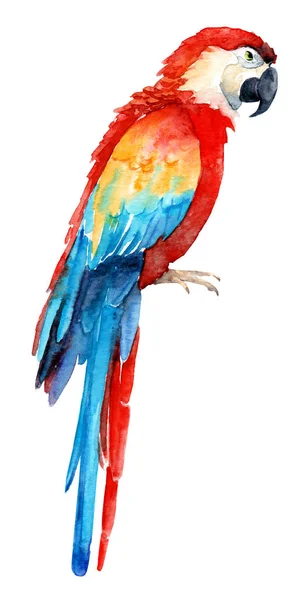 Akvarell, rajz egy trópusi papagáj — Stock Fotó