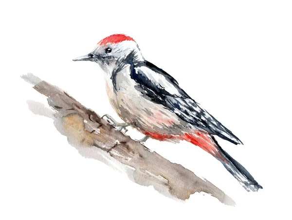 Watercolor drawing of a bird - woodpecker on a branch — Stock Photo, Image