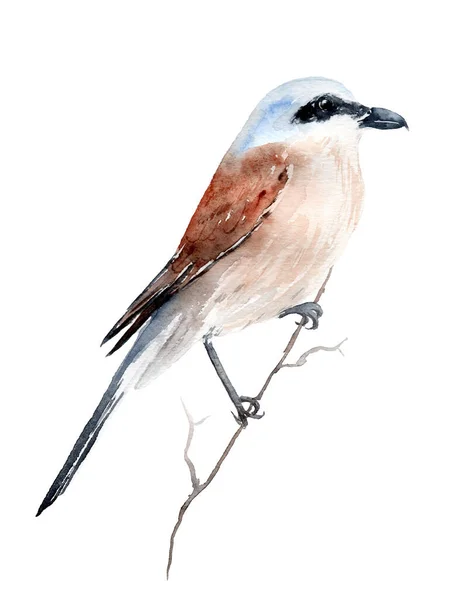 Watercolor drawing of a bird - shrike, zhulan on a branch Lanius collurio — Stock Photo, Image