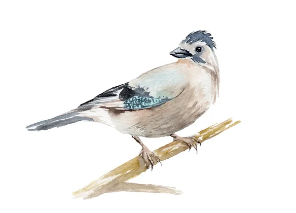 Watercolor drawing of a bird - jay on a branch — Stock Photo, Image