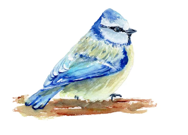Watercolor drawing of a bird - tit on a branch — Stockfoto