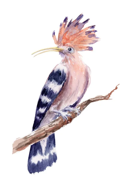 Watercolor drawing of a bird - hoopoe on a branch — Stock Photo, Image