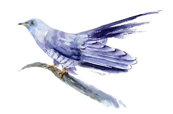 Watercolor drawing of a bird - cuckoo on a branch — Stock Photo, Image