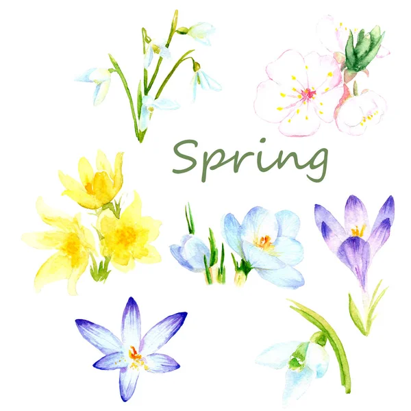 Rysunki akwareli - wiosenne kwiaty, zestaw pierwszych kwiatów — Zdjęcie stockowe