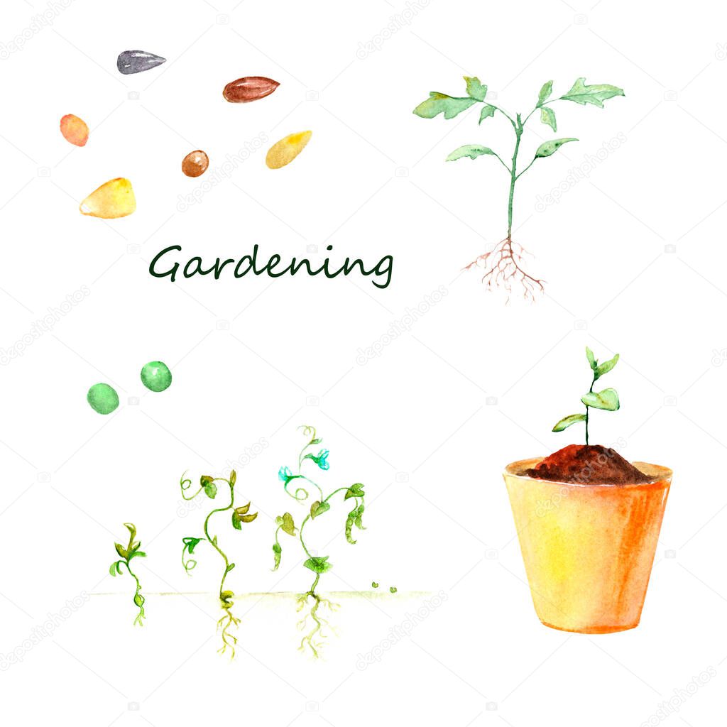 watercolor gardening, plant growing, garden work - seeds, peas growth, seedlings, pot