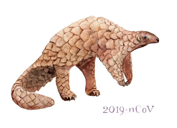 Coronavirus, Wuhan virus, carrier, watercolor animal pangolin — Stock Photo, Image