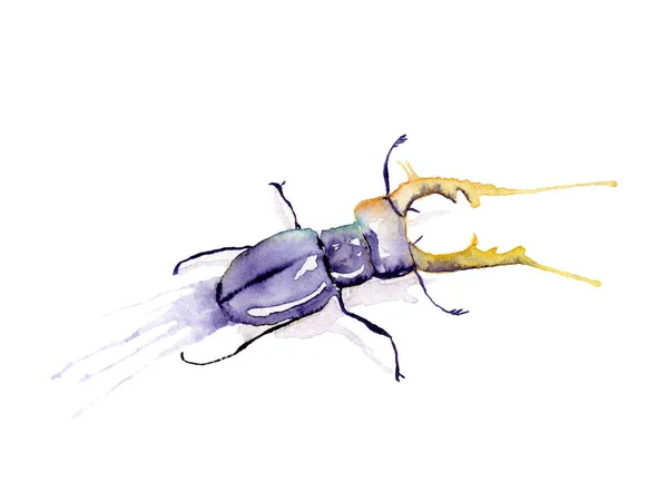 Aquarellzeichnung eines Insekts - Hirschkäfer, Hirsch — Stockfoto