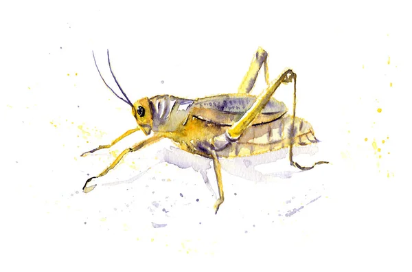 Dibujo de acuarela de un insecto - dibujo de saltamontes — Foto de Stock