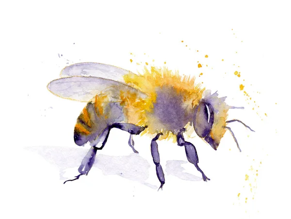 Akvarell rajz egy rovar - méh fröccsenés — Stock Fotó