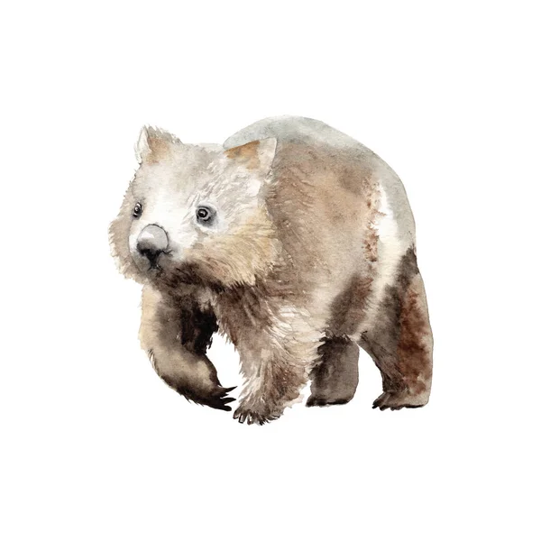 Bir hayvanın suluboya çizimi - wombat, Avustralya Sketch hayvanı