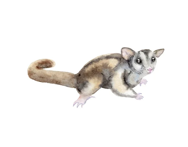 Animal Watercolor Painting Sugar Possum Australia Animal Sketch — Stock Photo, Image