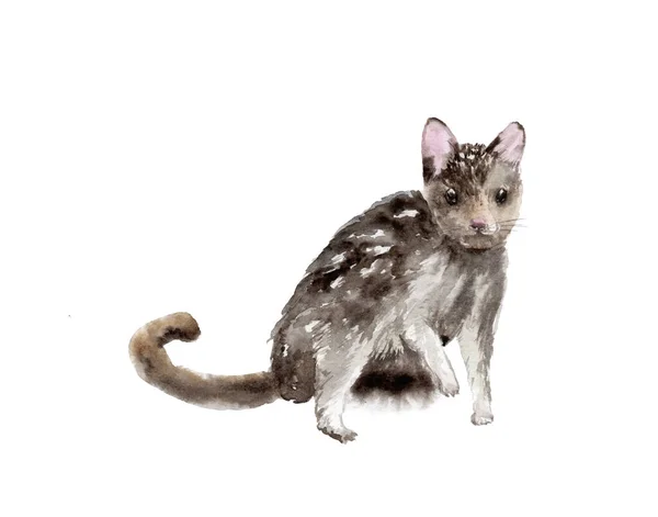 Акварельный Рисунок Животного Quoll Животное Австралии Sketch Dasyurus Viverrinus — стоковое фото