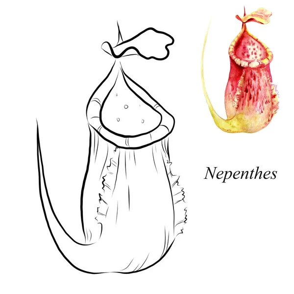 Графический Рисунок Цветка Nepenthes Украшения Визитных Карточек Открыток Раскраски Акварельной — стоковое фото