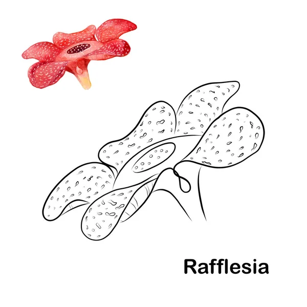 Dibujo Gráfico Una Flor Rafflesia Para Decorar Tarjetas Visita Tarjetas —  Fotos de Stock