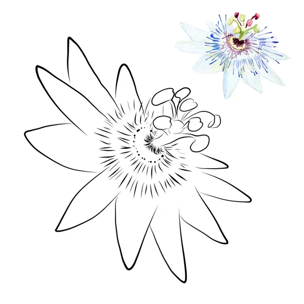 Grafische Tekening Van Een Passiflora Bloem Voor Het Versieren Van — Stockfoto