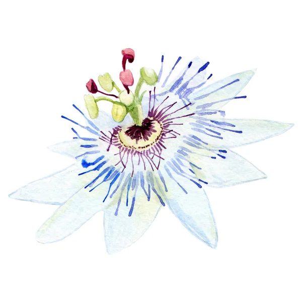 Aquarelle Passiflora Pour Décorer Cartes Visite Cartes Invitations — Photo