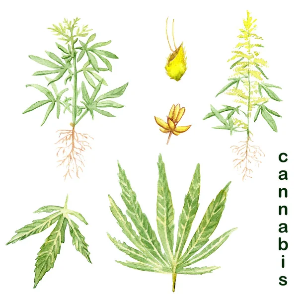 Desenhos Aquarela Cannabis Cânhamo Folhas Planta Sementes Flores — Fotografia de Stock