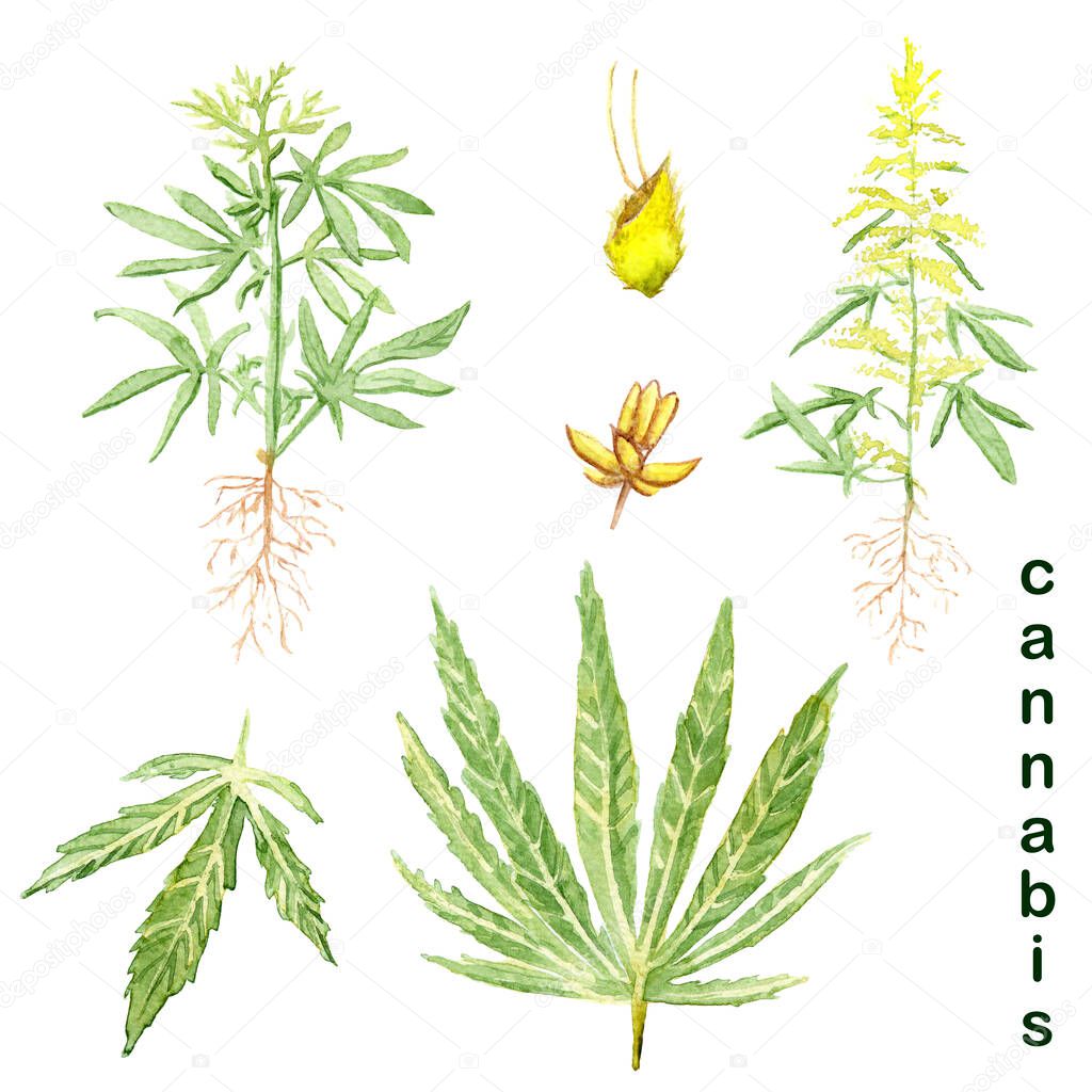 watercolor drawings - hemp cannabis - leaves, plant, seeds and flowers
