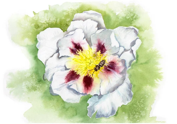 Akvarell Rajz Egy Virág Bazsarózsa Egy Méh Zöld Háttér — Stock Fotó