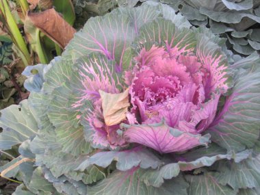 kırpma yolu ile izole beyaz bir arka plan üzerinde açık mavi çiçek.