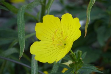 kırpma yolu ile izole beyaz bir arka plan üzerinde açık mavi çiçek.