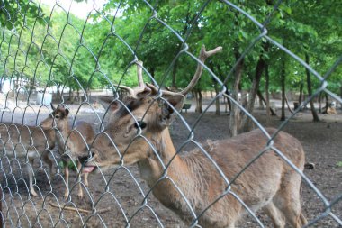 tatlı benekli beyaz izole alageyik