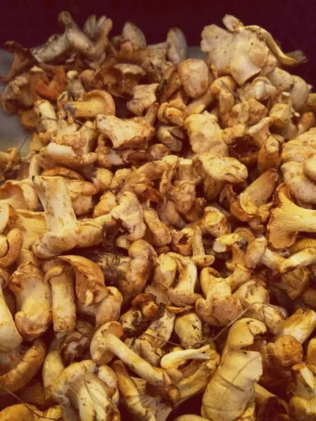 Смешайте различные виды свежих грибов на темном текстурном фоне (медовый агарик, шампанское, майтаке). Осенние ингредиенты . — стоковое фото