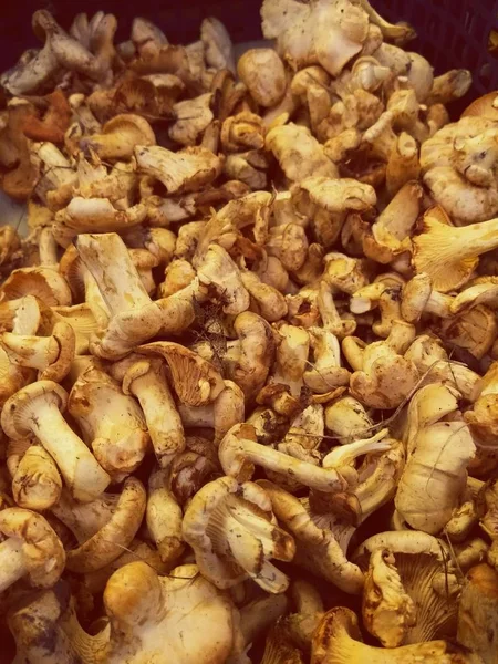 Mistura de tipos diferentes de cogumelos frescos em um contexto textural escuro (Mel agárico, Champinhons, Maitake). Ingredientes de outono . — Fotografia de Stock