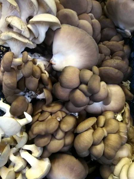 Mix of different types of fresh mushrooms on a dark textural background(Honey agaric, Champignons, Maitake). Autumn Ingredients. — Stock Photo, Image