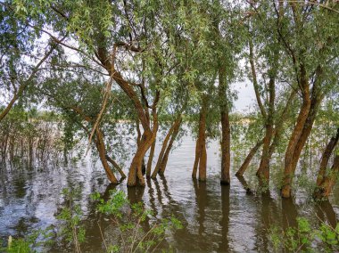 Nehir, tepeler, ağaçlar ve alanları.