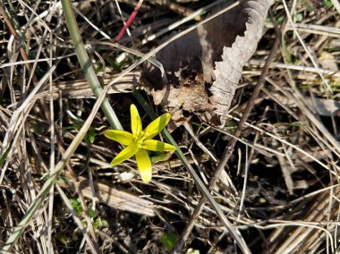 Nehir, tepeler, ağaçlar ve alanları.