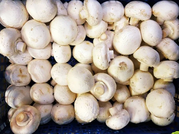 Tomates Cogumelos Verdes Pimentão — Fotografia de Stock