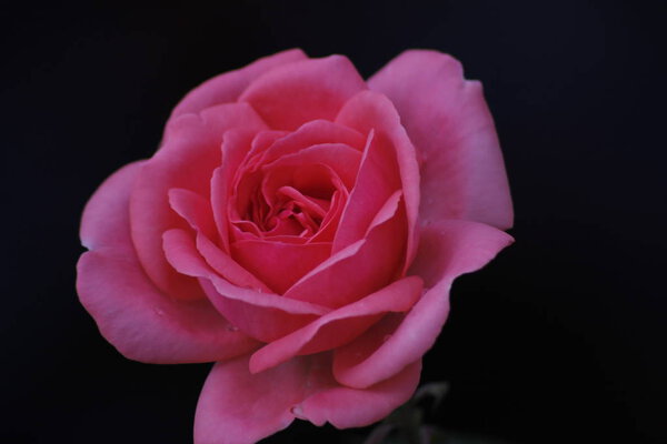 Pink Rose for happiness