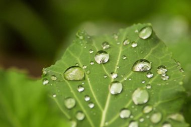 Yağmur damlalı yaprak
