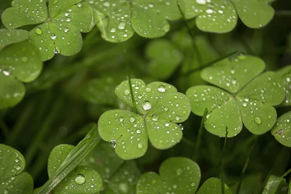 Yağmur damlalı yaprak