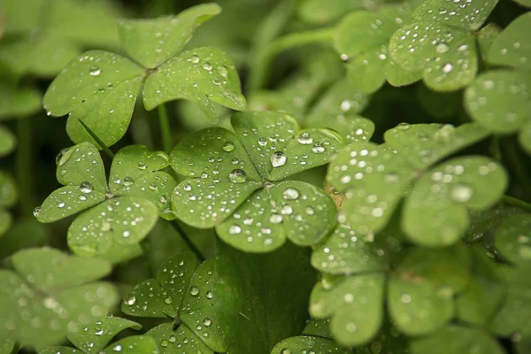 Yağmur damlalı yaprak